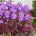 Phlox paniculata 'Olympus' / Tarkalevelű bugás lángvirág 1