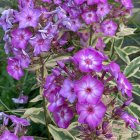 Phlox paniculata 'Olympus' / Tarkalevelű bugás lángvirág 2