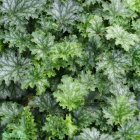 Heuchera 'Apple crisp' / Tűzeső 2