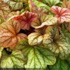 Heuchera 'Champagne' / Tűzeső 1