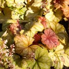 Heuchera 'Champagne' / Tűzeső 2