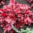 Heuchera 'Forever red' / Tűzeső 1