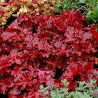 Heuchera 'Forever red' / Tűzeső 2