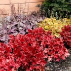 Heuchera 'Forever red' / Tűzeső 3
