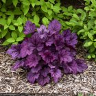 Heuchera 'Wild rose' / Tűzeső 1