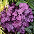 Heuchera 'Wild rose' / Tűzeső 2
