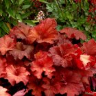 Heuchera 'Rio' / Tűzeső 1