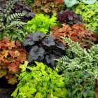 Heucherella 'Solar eclipse' / Turbáncső 2