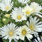 Delosperma 'White nugget' / Délvirág 1