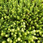 Sedum acre / Varjúháj 1