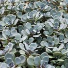 Sedum sunsparkler 'Cosmic Comet' / Varjúháj 1