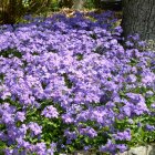 Phlox stolonifera 'Blue ridge' / Tarackos Lángvirág 1