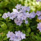 Phlox stolonifera 'Blue ridge' / Tarackos Lángvirág 2
