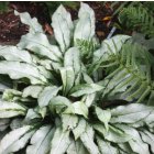Pulmonaria saccharata 'Majesté' / Tüdőfű 1