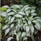 Pulmonaria saccharata 'Majesté' / Tüdőfű 2