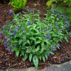 Pulmonaria 'Trevi fountain' / Tüdőfű 1
