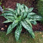 Pulmonaria 'Trevi fountain' / Tüdőfű 2