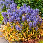 Ajuga reptans 'Best Buddies Caramel' / Indás infű 1