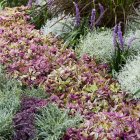 Ajuga reptans 'Princess Nadia' / Indás ínfű 1
