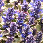 Ajuga reptans 'Princess Nadia' / Indás ínfű 2