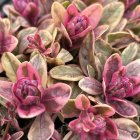 Ajuga reptans 'Princess Nadia' / Indás ínfű 3