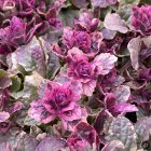 Ajuga reptans 'Burgundy Glow' / Indás ínfű 2