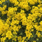 Alyssum saxatile 'Summit' / Szirti ternye 2