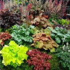 Heuchera 'Melting fire' / Tűzeső 1