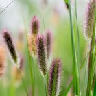 Pennisetum thunbergii 'Red buttons' / Tollborzfű 1