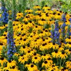 Rudbeckia fulgida 'Goldsturm' / Pompás kúpvirág 1