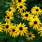 Rudbeckia fulgida 'Goldsturm' / Pompás kúpvirág 1