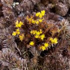 Sedum polytrichoides 'Chocolate Ball' / Varjúháj 1
