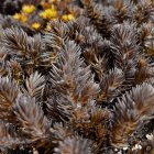 Sedum polytrichoides 'Chocolate Ball' / Varjúháj 2