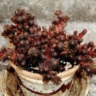 Sedum polytrichoides 'Chocolate Ball' / Varjúháj 3