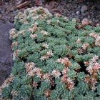 Sedum pachyclados / Varjúháj 1