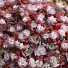 Sedum spathulifolium 'Purpureum' / Varjúháj 3