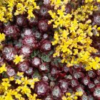 Sedum spathulifolium 'Purpureum' / Varjúháj 4