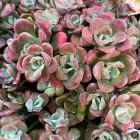 Sedum spathulifolium 'Purpureum' / Varjúháj 2
