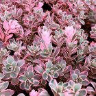 Sedum x hybridum 'Sunsparkler Dream Dazzler' / Pompás varjúháj 1