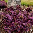 Sedum x hybridum 'Sunsparkler Dream Dazzler' / Pompás varjúháj 2