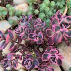Sedum x hybridum 'Sunsparkler Dream Dazzler' / Pompás varjúháj 3