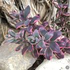 Sedum x hybridum 'Sunsparkler Dream Dazzler' / Pompás varjúháj 4