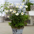 Anemone x hybrida 'Honorine Jobert' / Szellőrózsa 1