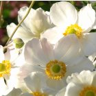 Anemone x hybrida 'Honorine Jobert' / Szellőrózsa 2