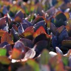 Sedum telephium 'Seduction Cherry Chocolate' / Varjúháj 1