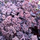 Sedum telephium 'Seduction Cherry Chocolate' / Varjúháj 2