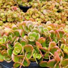 Sedum tetractinum 'Coral Reef' / Varjúháj 1