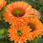 Echinacea purpurea 'Sunseekers Pumpkin Pie' / Kasvirág 1