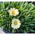 Delosperma congestum 'Alba' / Délvirág 1