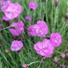 Dianthus gratianopolitanus 'Pink Jewel' / Pázsitszegfű 1